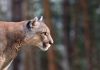 Man charged after cougar harassed with a slingshot, Report