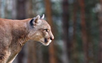 Man charged after cougar harassed with a slingshot, Report Man charged after cougar harassed with a slingshot, Report
