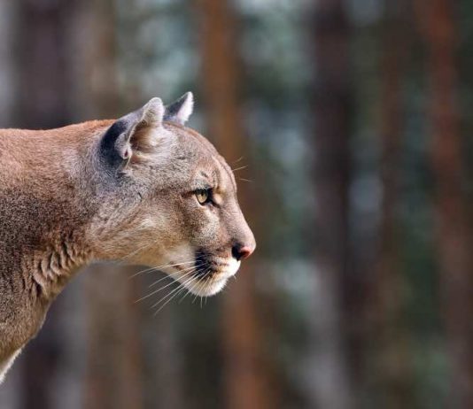 Man charged after cougar harassed with a slingshot, Report Man charged after cougar harassed with a slingshot, Report