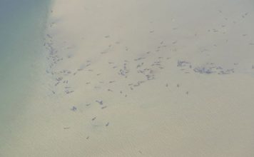 Mass stranding of pilot whales off Tasmania’s West Coast could have occurred after a small number were led astray, Report Mass stranding of pilot whales off Tasmania's West Coast could have occurred after a small number were led astray, Report