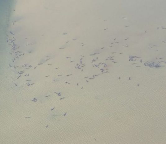 Mass stranding of pilot whales off Tasmania’s West Coast could have occurred after a small number were led astray, Report Mass stranding of pilot whales off Tasmania's West Coast could have occurred after a small number were led astray, Report