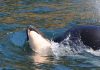 Orca that carried dead calf for 2 weeks gives birth again, Report