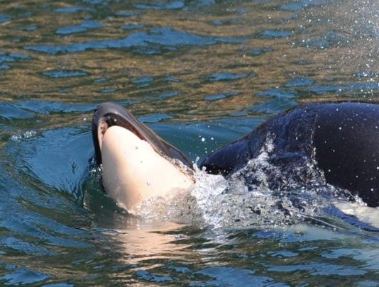 Orca that carried dead calf for 2 weeks gives birth again, Report Orca that carried dead calf for 2 weeks gives birth again, Report