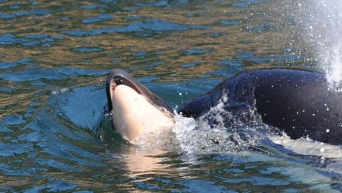 Orca that carried dead calf for 2 weeks gives birth again, Report