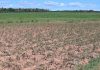 PEI potato farmers still need more rain, Report PEI potato farmers still need more rain, Report