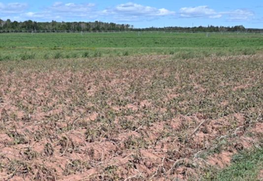 PEI potato farmers still need more rain, Report PEI potato farmers still need more rain, Report