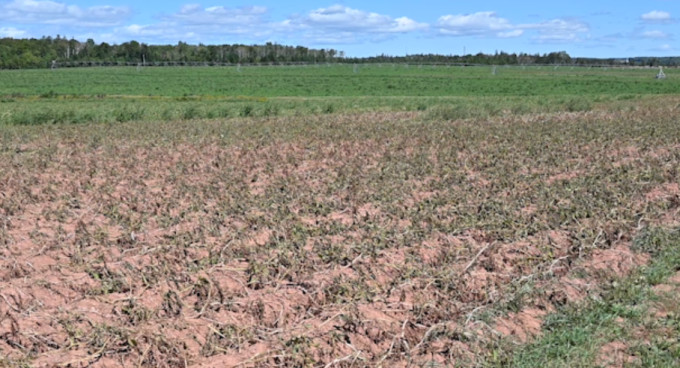 PEI potato farmers still need more rain, Report