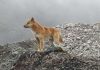 Rare 'singing' dog, thought to be extinct, rediscovered (Study)