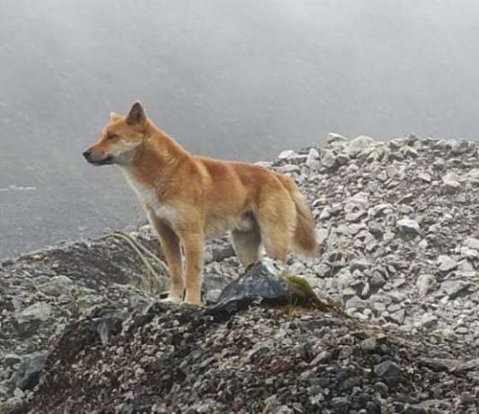 Rare ‘singing’ dog, thought to be extinct, rediscovered (Study) Rare 'singing' dog, thought to be extinct, rediscovered (Study)