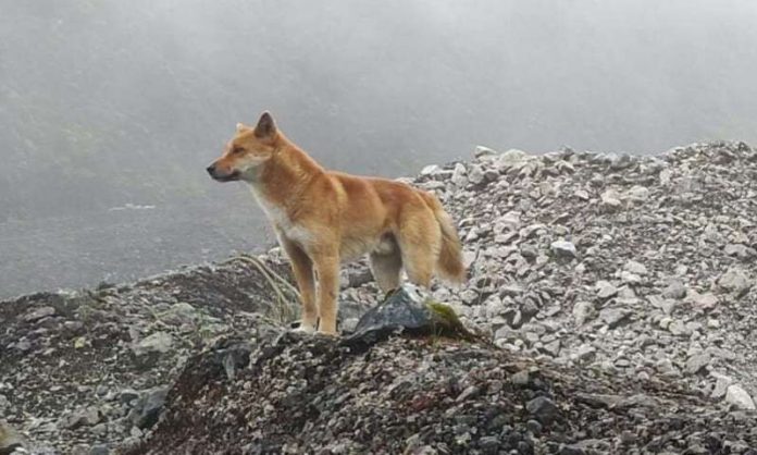 Rare 'singing' dog, thought to be extinct, rediscovered (Study)