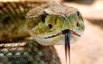 Rattlesnakes bit two hikers at Yosemite National Park, Report Rattlesnakes bit two hikers at Yosemite National Park, Report