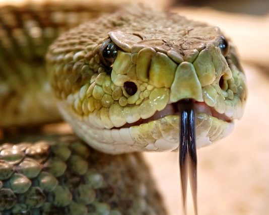 Rattlesnakes bit two hikers at Yosemite National Park, Report Rattlesnakes bit two hikers at Yosemite National Park, Report