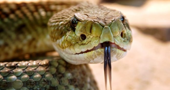 Rattlesnakes bit two hikers at Yosemite National Park, Report