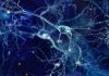 Scientists develop neural system for brain-machine interface