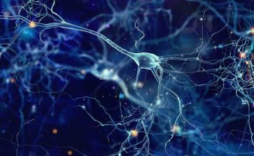 Scientists develop neural system for brain-machine interface Scientists develop neural system for brain-machine interface