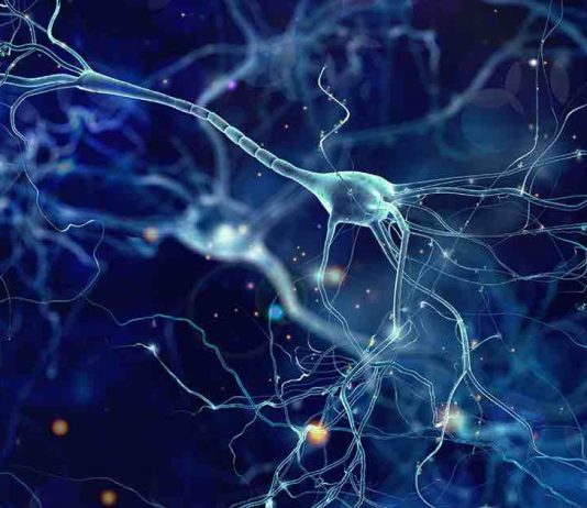 Scientists develop neural system for brain-machine interface Scientists develop neural system for brain-machine interface