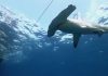 Study: Tracking Hammerhead Sharks Reveals Conservation Targets to Protect a Nearly Endangered Species