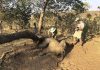 Zimbabwe investigating deaths of 22 elephants, Report Zimbabwe investigating deaths of 22 elephants, Report