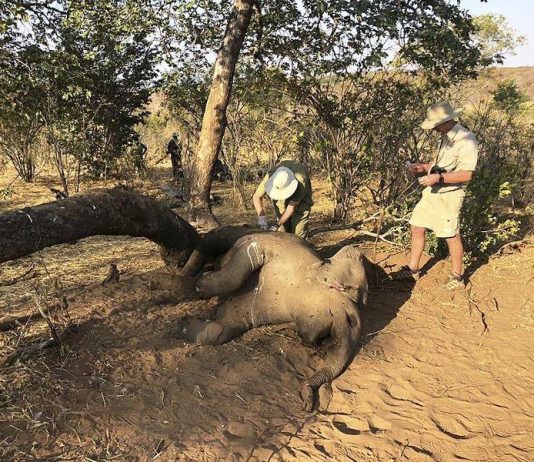 Zimbabwe investigating deaths of 22 elephants, Report Zimbabwe investigating deaths of 22 elephants, Report