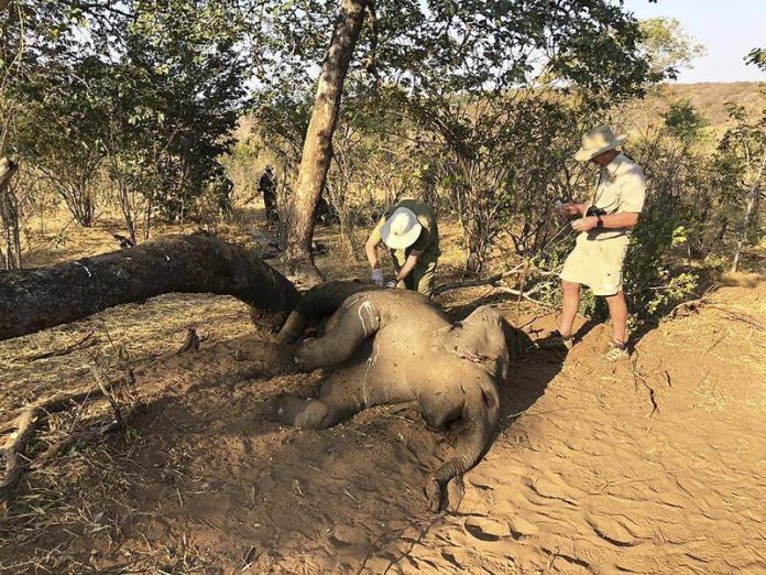 Zimbabwe investigating deaths of 22 elephants, Report
