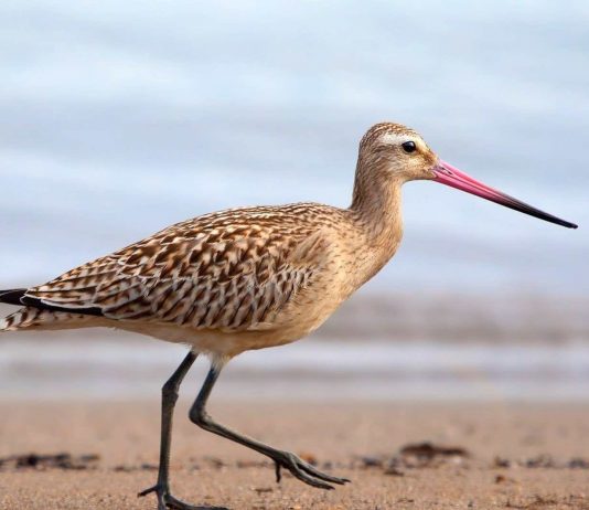 Bird sets record for longest nonstop flight, 7,500 miles from Alaska to New Zealand, Report Bird sets record for longest nonstop flight, 7,500 miles from Alaska to New Zealand, Report