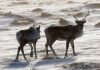 Canada, Alberta sign deal on caribou protection that gives them years to take action, Report