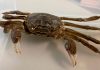 Chinese mitten crab crawls into German woman's home, Report