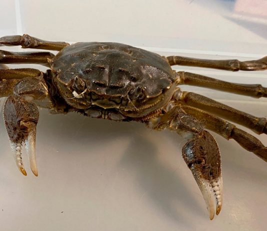 Chinese mitten crab crawls into German woman’s home, Report Chinese mitten crab crawls into German woman's home, Report