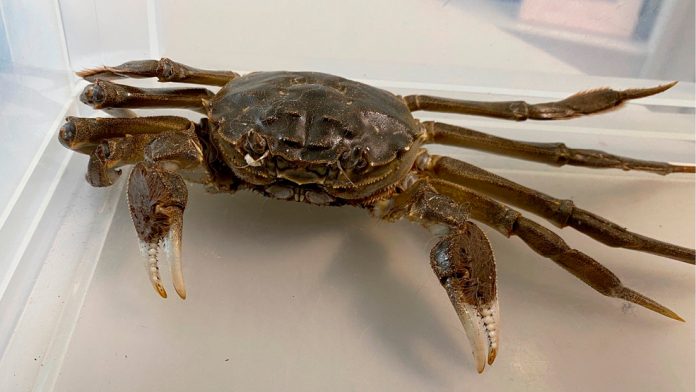Chinese mitten crab crawls into German woman's home, Report