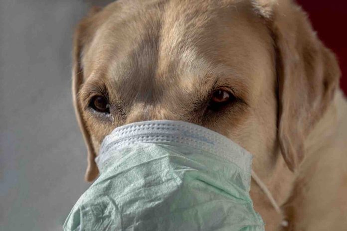 Coronavirus Canada Updates: Niagara-area dog has tested positive for COVID-19