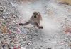 Cougar Relentlessly Stalks Utah Runner (Video)