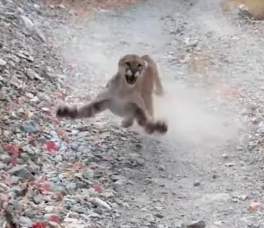 Cougar Relentlessly Stalks Utah Runner (Video) Cougar Relentlessly Stalks Utah Runner (Video)