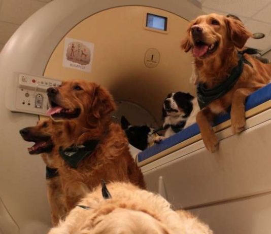 Dog and human brains process faces differently, Study Dog and human brains process faces differently, Study
