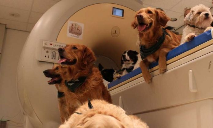 Dog and human brains process faces differently, Study