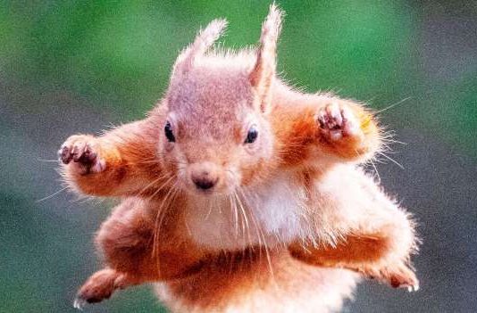 Flying squirrel trafficking ring busted by Florida wildlife officials, Report Flying squirrel trafficking ring busted by Florida wildlife officials, Report