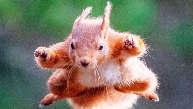 United States goes nuts over flying squirrel thieves