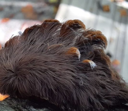 Hairy, Venomous Caterpillars Spotted In Virginia (Video) Hairy, Venomous Caterpillars Spotted In Virginia (Video)