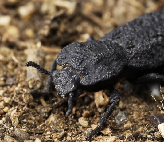 Researchers Discover the Secret of This Beetle’s Super Armor