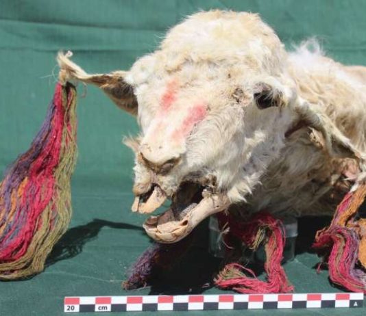 Incas buried decorated llamas alive ‘to assuage conquered locals’, says new research Incas buried decorated llamas alive ‘to assuage conquered locals’, says new research