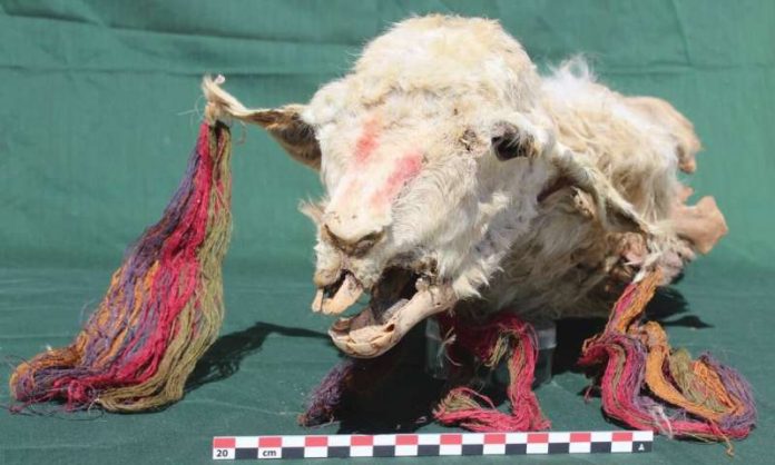 Incas buried decorated llamas alive ‘to assuage conquered locals’, says new research