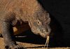 Komodo dragon’s last stand ignites revolt over Indonesia’s ‘Jurassic Park’, Report