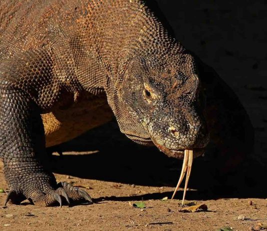 Komodo dragon’s last stand ignites revolt over Indonesia’s ‘Jurassic Park’, Report Komodo dragon’s last stand ignites revolt over Indonesia’s ‘Jurassic Park’, Report