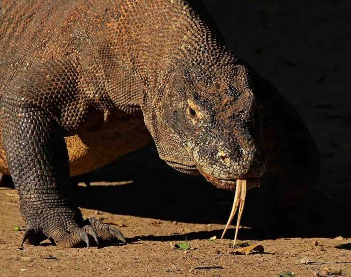 Komodo dragon’s last stand ignites revolt over Indonesia’s ‘Jurassic Park’, Report