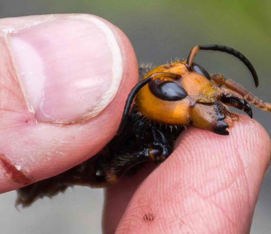‘Murder Hornet’ sightings confirmed in Washington State, Report 'Murder Hornet' sightings confirmed in Washington State, Report