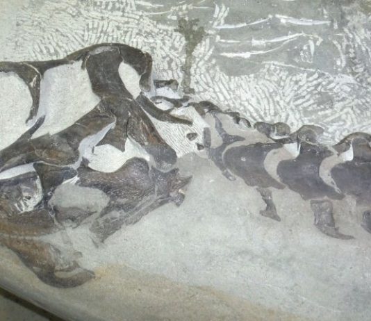 Nathan Hrushkin dinosaur skeleton found by 12-year-old near Drumheller Nathan Hrushkin dinosaur skeleton found by 12-year-old near Drumheller