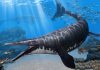 “New” mosasaur had a fish-grabbing snout like a crocodile Unveiled in Morocco "New" mosasaur had a fish-grabbing snout like a crocodile Unveiled in Morocco