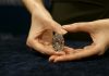Northern Ontario: Rare flawless diamond found in mine fetches $20.9M at auction