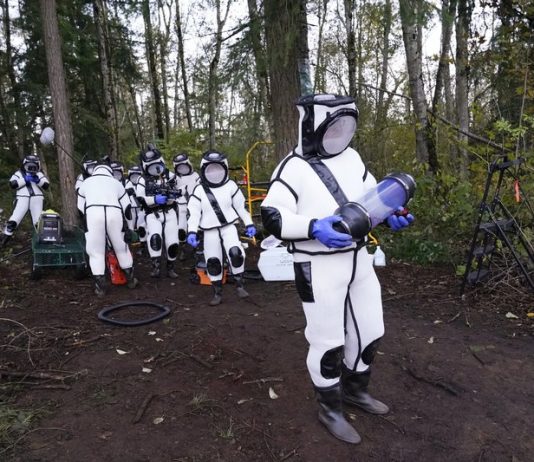 Researchers remove 98 ‘murder hornets’ in Washington state Researchers remove 98 ‘murder hornets’ in Washington state