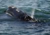 Right whale population lower than previously thought, Report