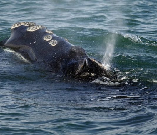 Right whale population lower than previously thought, Report Right whale population lower than previously thought, Report